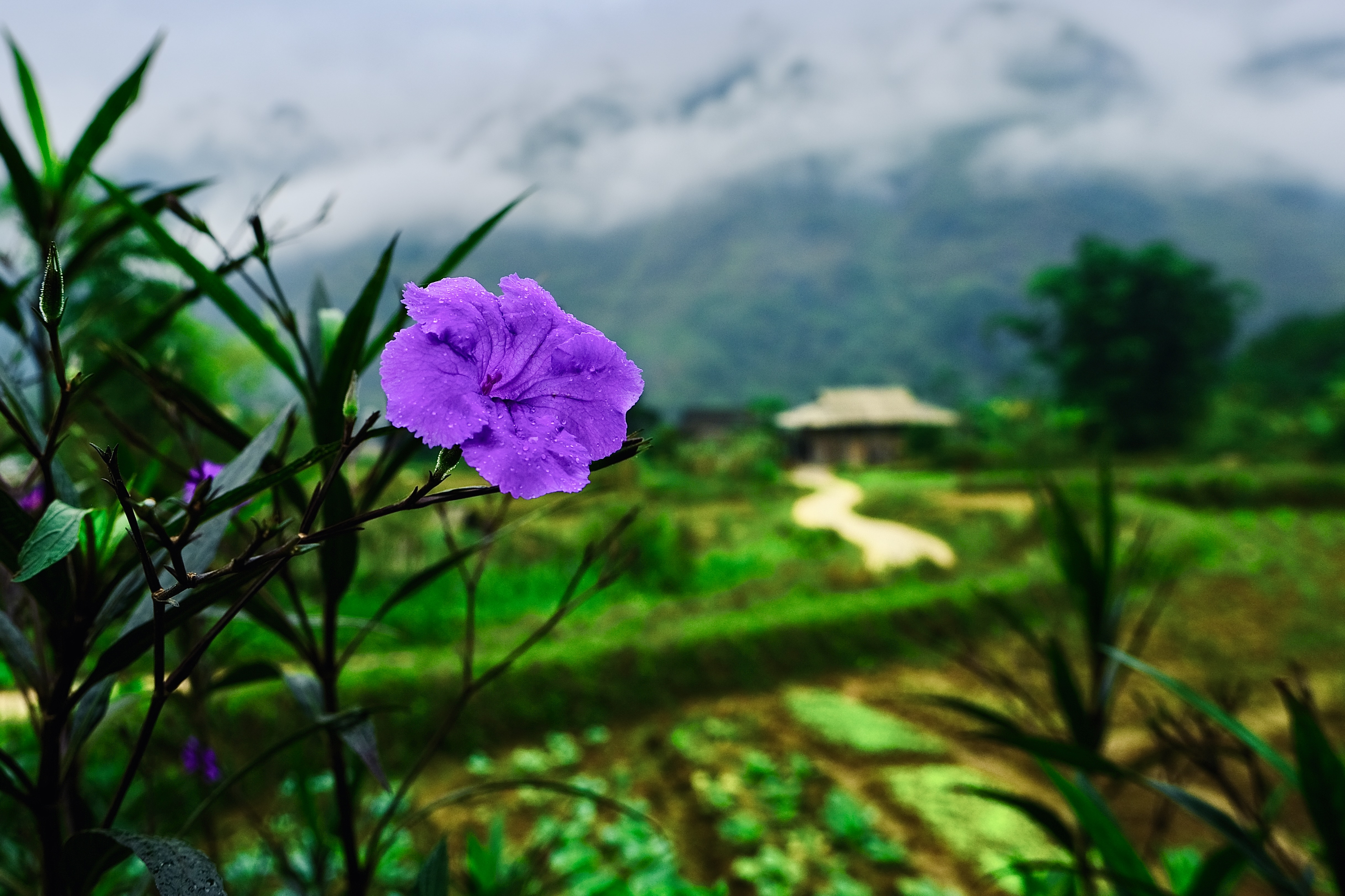 Landscapes
